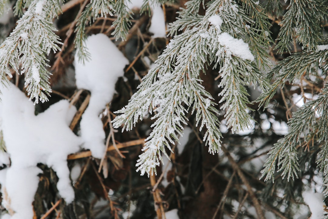 Seasonal