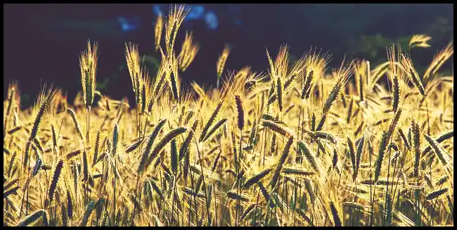 파로 곡물 효능 및 부작용과 먹는 법