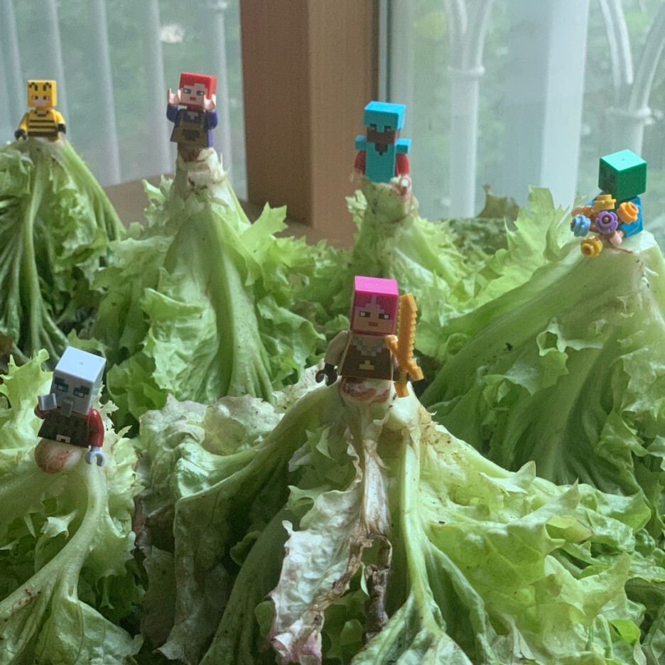 상추 효능 부작용