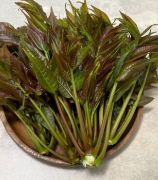 가죽나물고추장장아찌 만드는법