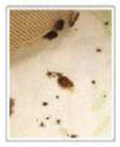 빈대 확인법 빈대 물린 자국 빈대 퇴치(+2024)