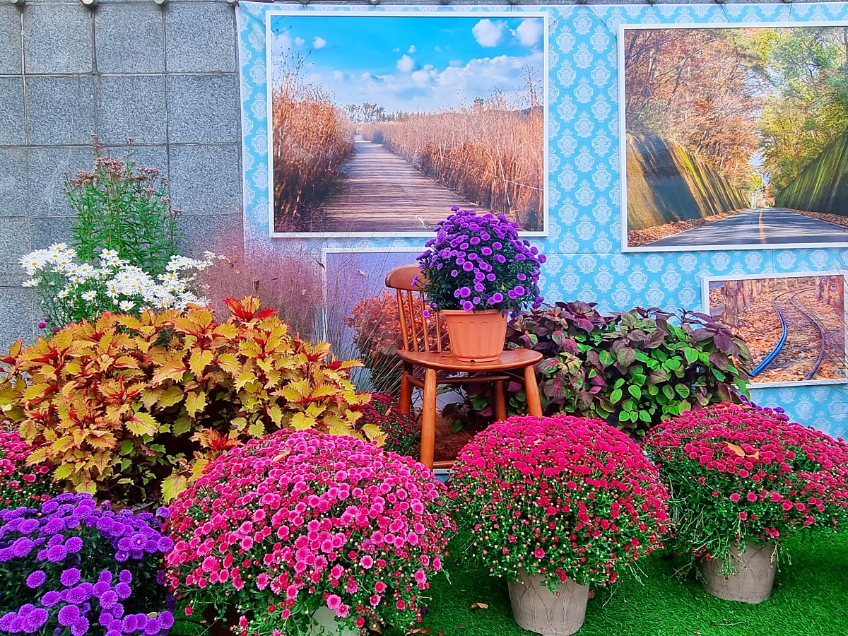 서울 근교 가을꽃 만발한, 경기도 고양시 강매석교공원 창릉천 코스모스축제