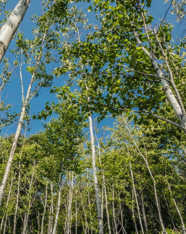화담숲 예매 방법 주의사항
