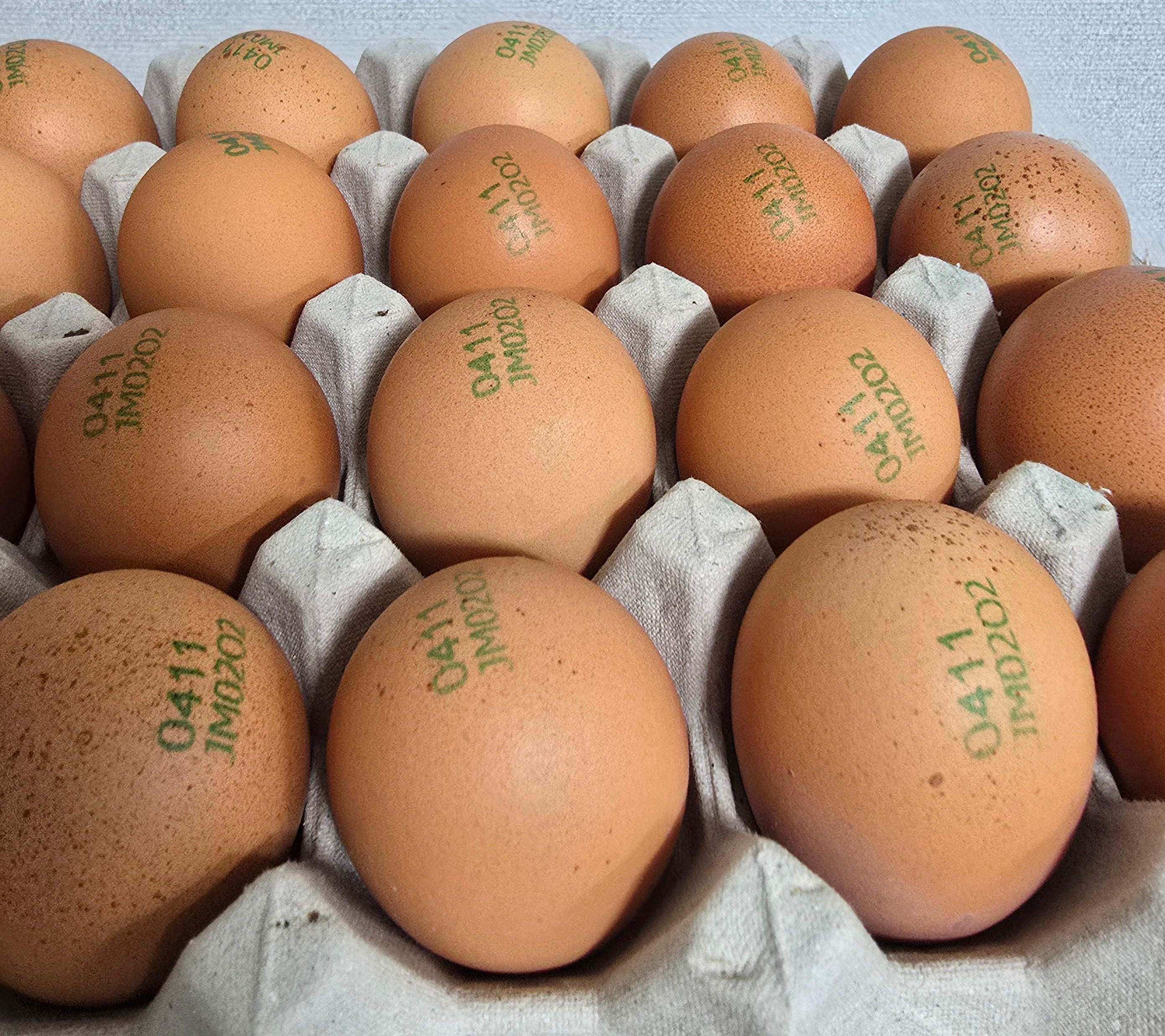 계란 난각번호 보는법 좋은 계란 고르는 방법 참고용 계란사진