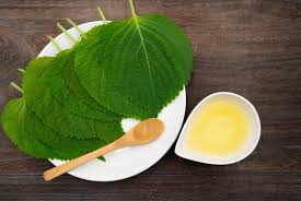 들깨 파종 시기