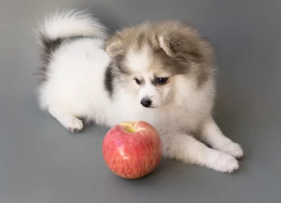 사과와 강아지 사진/출처:어도비스톡