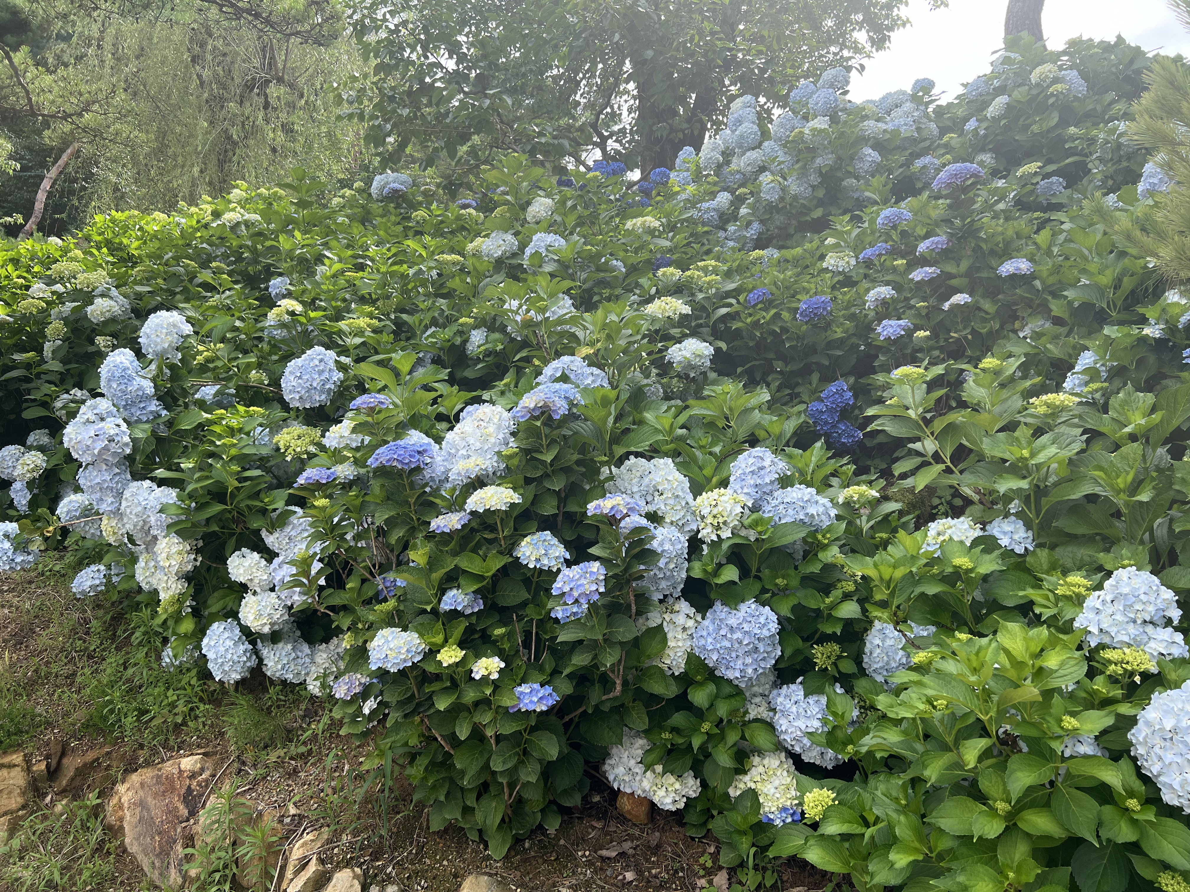 어실정원 시작카페, 양산카페, 양산가볼만한곳, 양산아이와가볼만한곳, 어실정원, 양산어실정원, 양산 수국카페
수국 실시간 개화