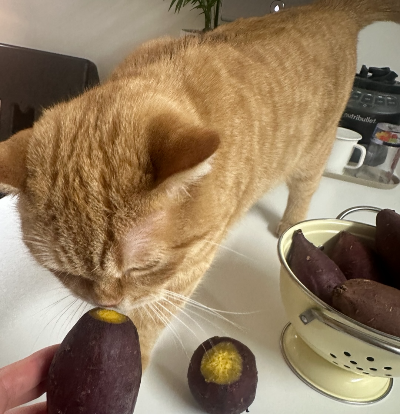 집사가 손에 든 삶은 고구마 냄새를 진지하게 맡아보며 관심을 보이는 고양이 뽀리