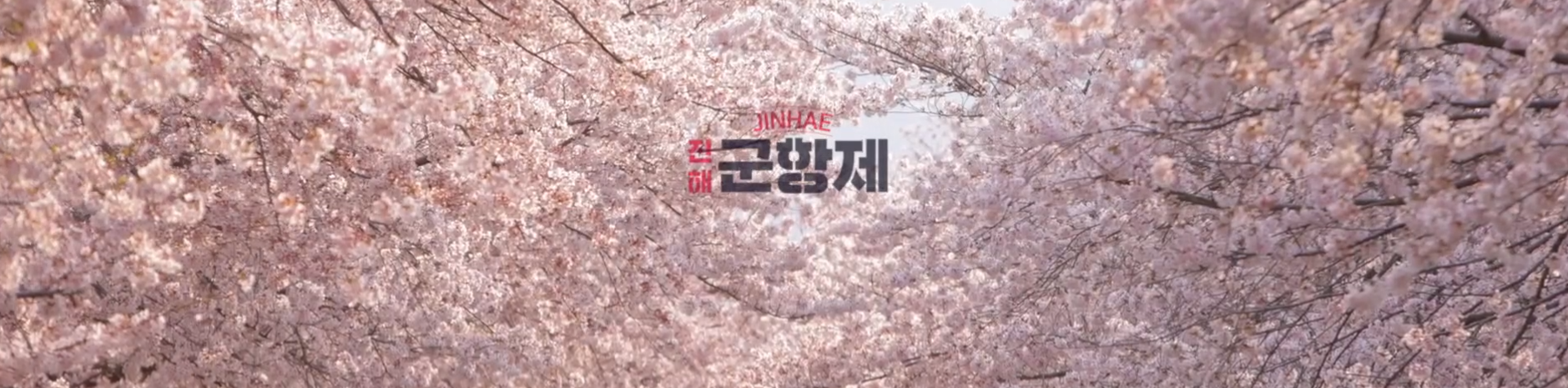 벚꽃이-빽빽하게-피어있다