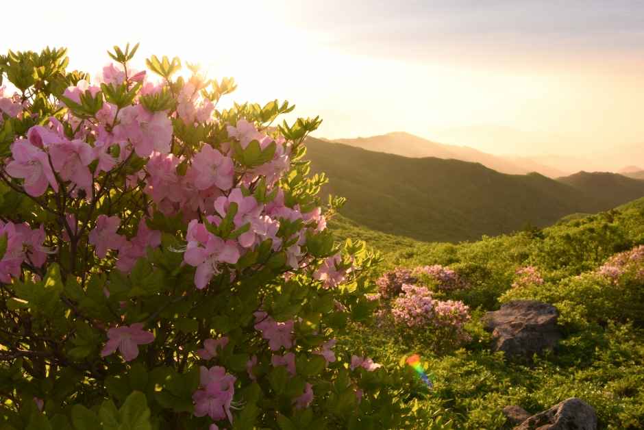 영주 소백산철쭉제