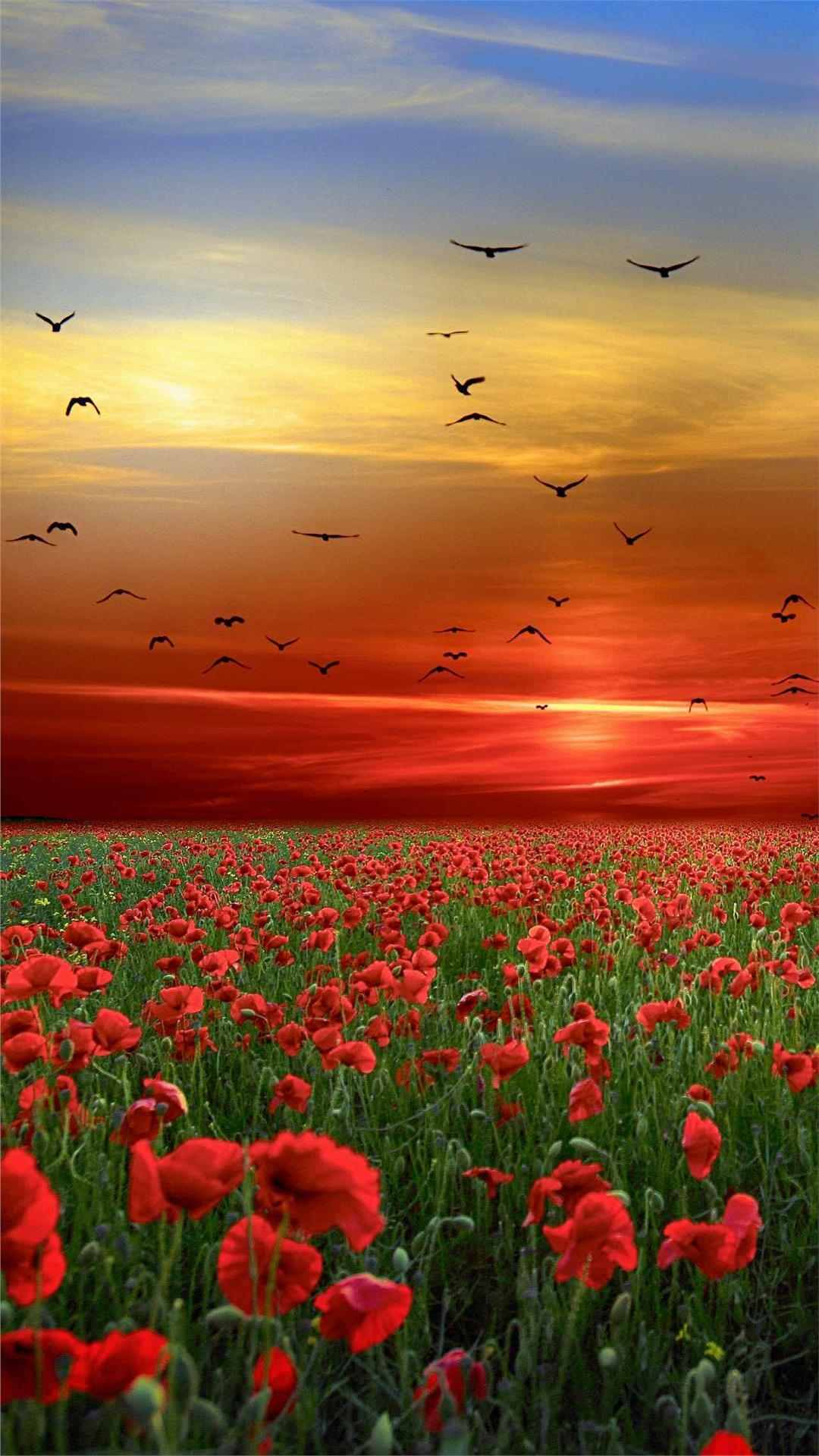 Flower wallpaper