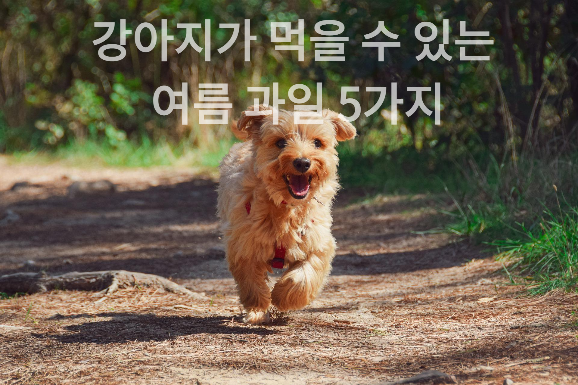 과일