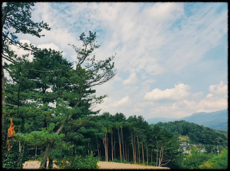 잣향기 푸른 숲