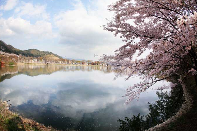 2025 진해군항제 일정 &amp; 기본정보 