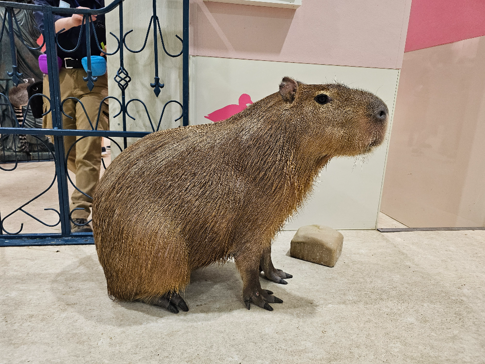 アニタッチ アクアシティお台場_12