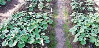 곰취 재배 상토 선택 통풍 관리 병충해 예방_8