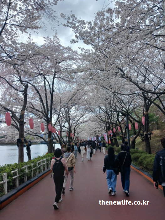 석촌 호수 벚꽃 축제 행사 장소 사진