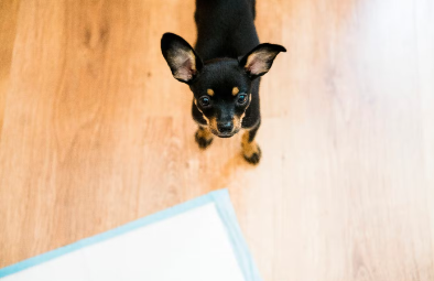 소변이 잘 나오지 않는 개