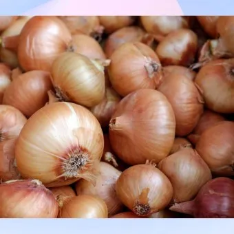 양파 수확시기_20