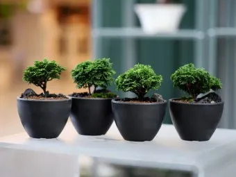 유약분 화분 장단점 통풍관리 물주기주의 실내적합성 체크_4