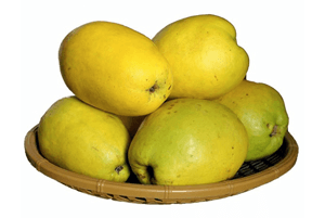 기관지에 좋은 음식05