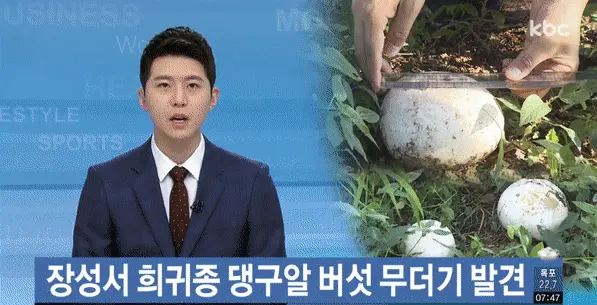 댕구알 버섯