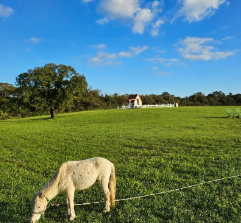 제주 한달살기 후기