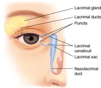 눈물샘 뚫는 수술 간단한가요에 대한 수술정보_7