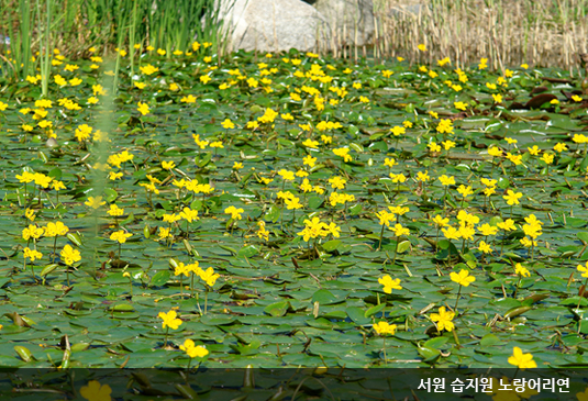 대전 한밭수목원 꽃구경