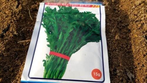 쑥갓-재배방법-품종-종자-파종시기-심는시기-수확시기