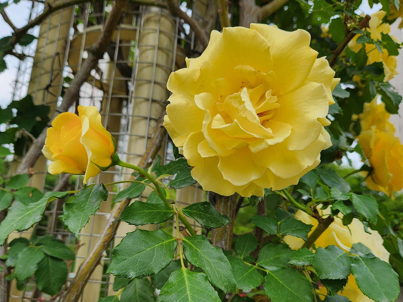 장미 캔들라이트 Candlelight