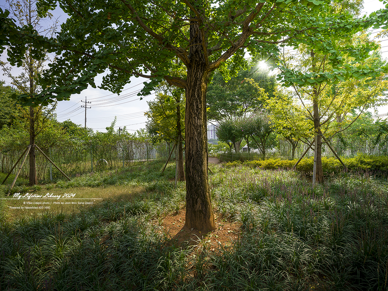 영천 우로지 맥문동