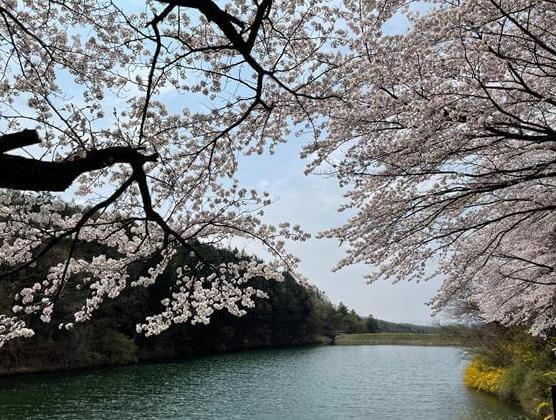 벚꽃-풍경