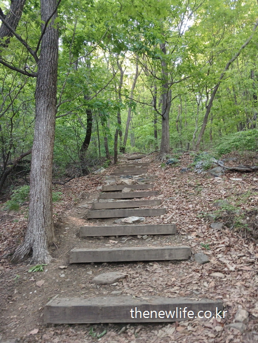 “Wooden steps in a forest path covered with fallen leaves”-“낙엽이 덮인 숲속 자연형 나무 계단 1”