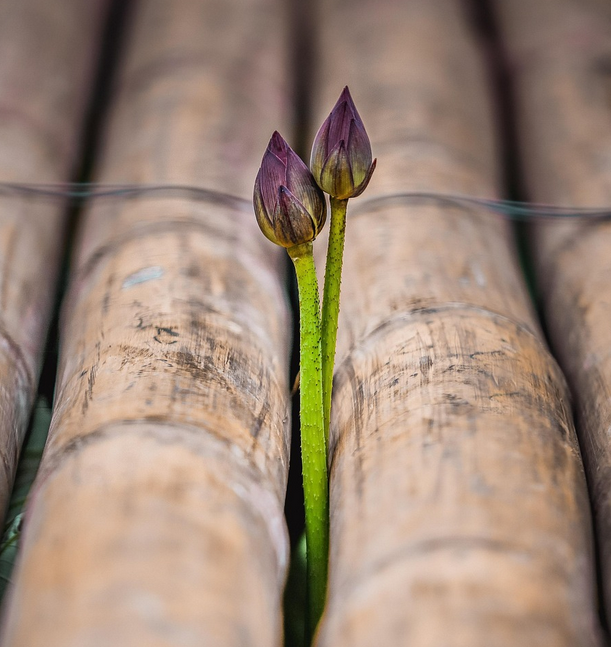 삼척의 섶다리, 마을을 잇던 나무다리의 기억