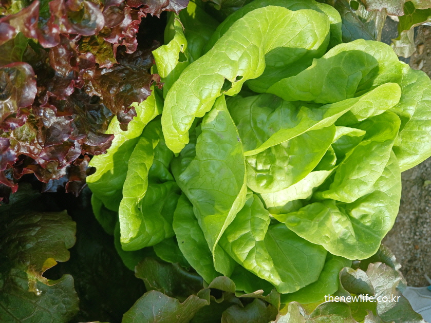 Frilled butterhead-type lettuce with a slightly curled edge-잎 가장자리가 살짝 말린 형태의 프릴형 버터헤드 상추