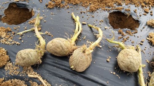 감자-홍감자-자색감자-심기-심는시기-파종시기-심는방법