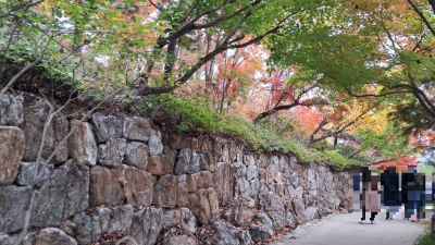 단풍명소_화담숲_자작나무숲