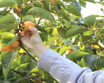 청도 반시축제_18