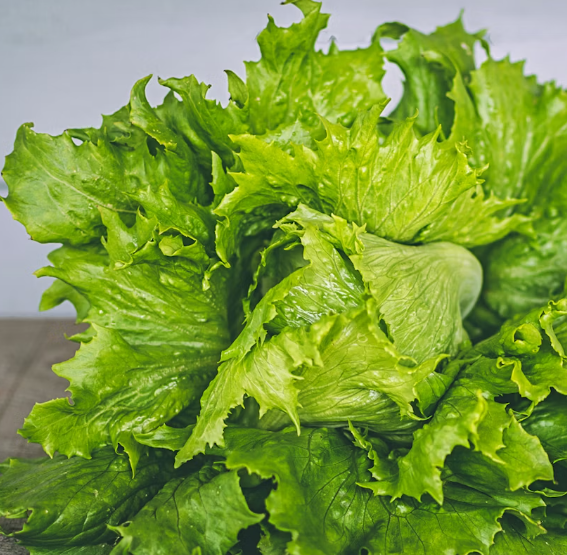 상추의 기막힌 효능 부작용 영양성분