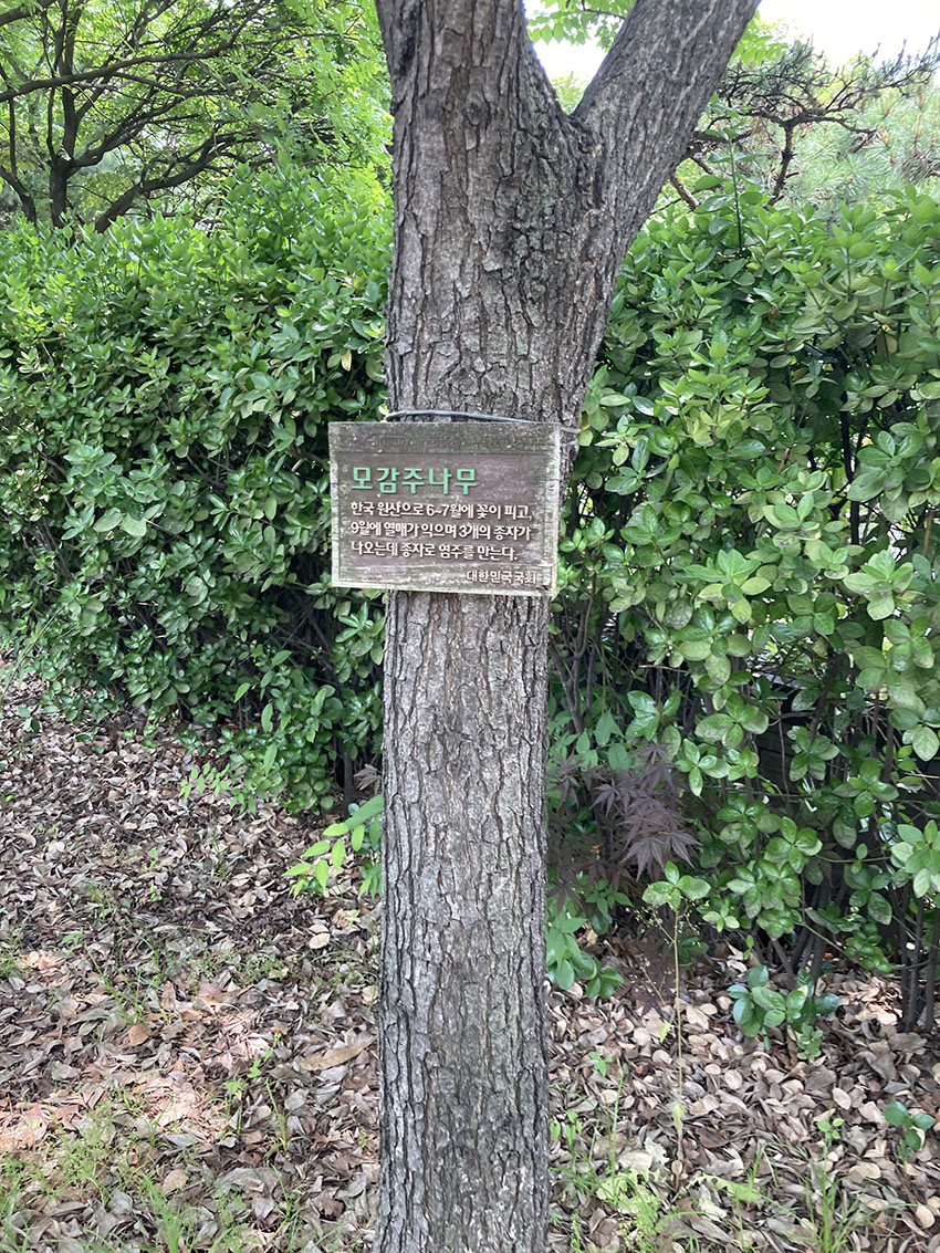 모감주나무