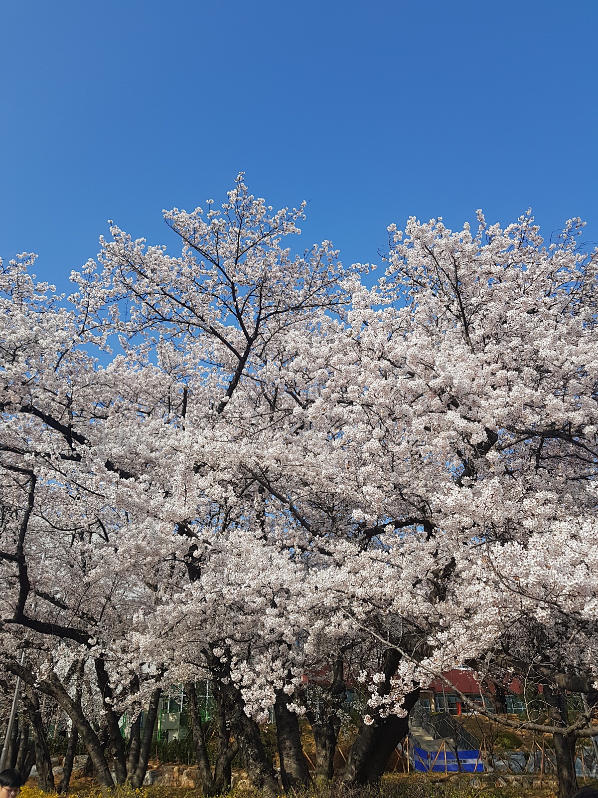 2026 비밀의 인천 벚꽃 명소|SK인천석유화학 벚꽃동산 개방, 무료 주차 꿀팁