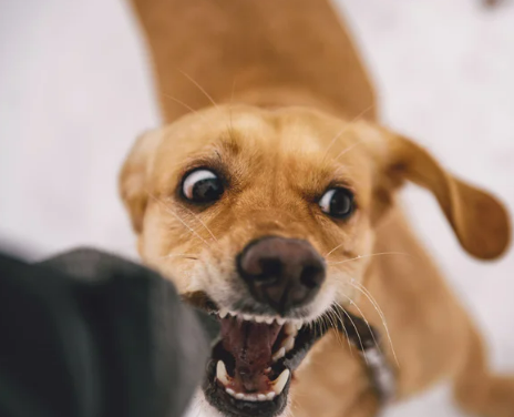 우리 강아지 꼬리물기, 귀여운 장난? 아님 SOS 신호?!