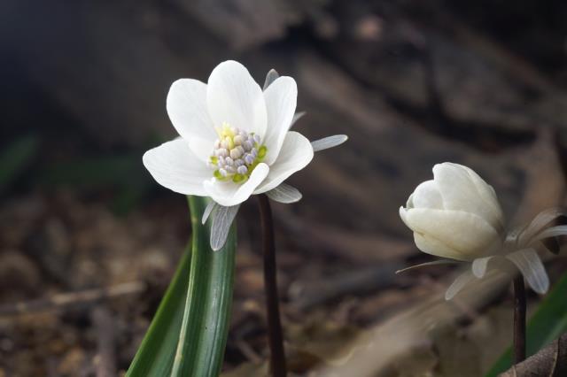 변산반도 국립 공원 변산바람꽃