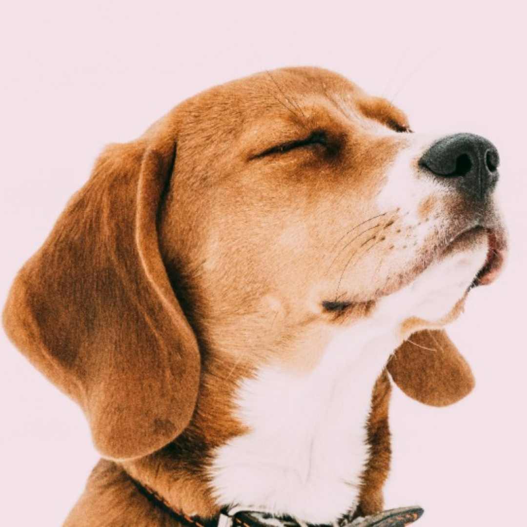 비글한마리가 눈을 감고 고개를 들고 있다.