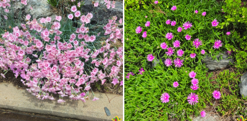 의성 조문국사적지, 작약꽃이 피어나는 고대의 정원