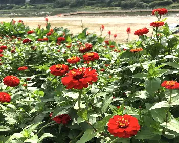 평창 백일홍 축제_38