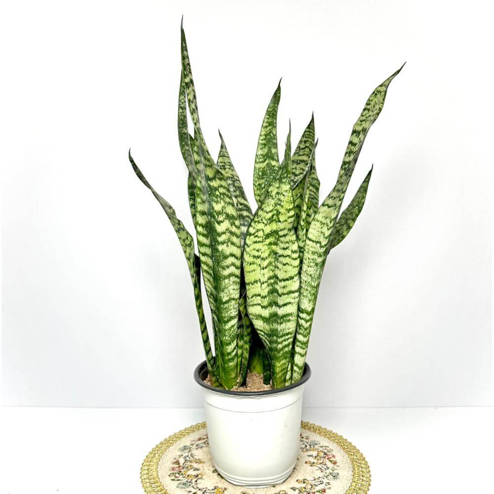 나사(NASA)선정 공기정화식물