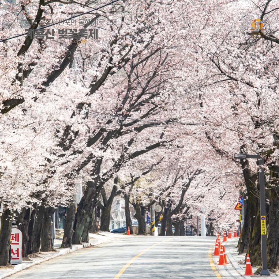 동학사 벚꽃 축제 일정