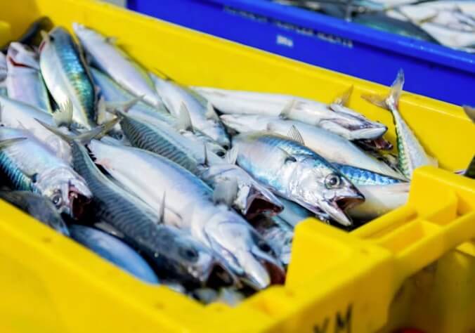 대한민국-수산대전-수산시장-생선-사진